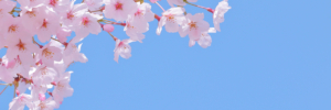 桜の画像